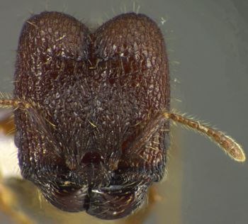 Media type: image;   Entomology 34159 Aspect: head frontal view